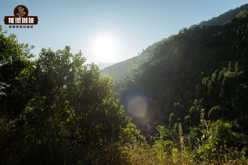 In-depth Analysis of Yunnan Small-Bean Coffee Catimor Variety | Flavor Characteristics, Regional Distribution, and Pour Over Recommendations