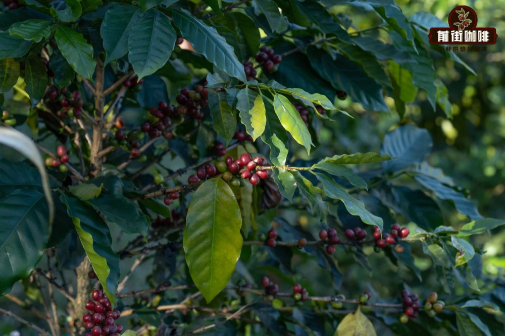 A Complete Guide to Yunnan Coffee Bean Varieties, Processing Methods, and Pour Over Grind Settings