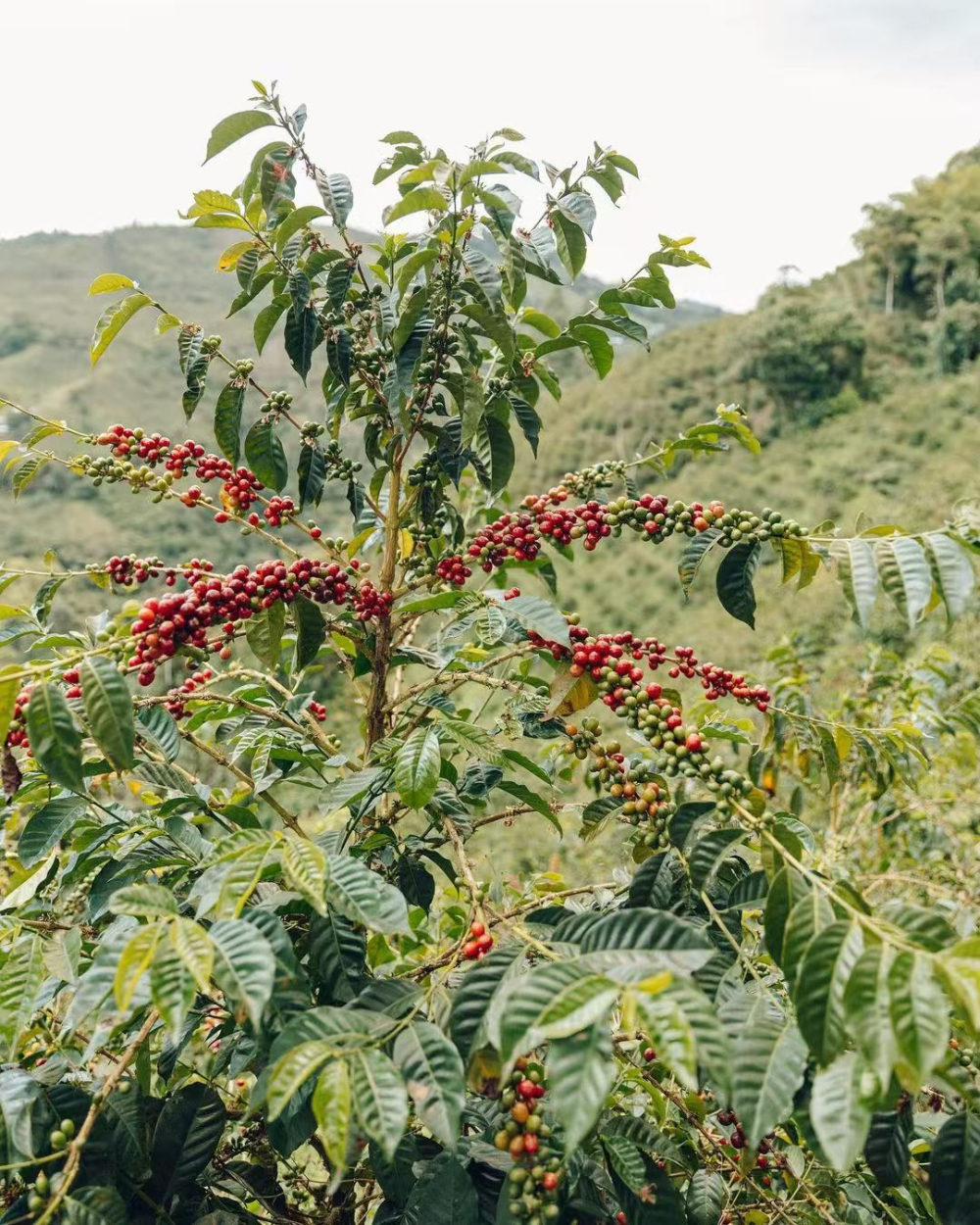How Did Yunnan Geisha Coffee Come About? An Analysis of Variety Evolution, Flavor Differences, and Key Cultivation Factors