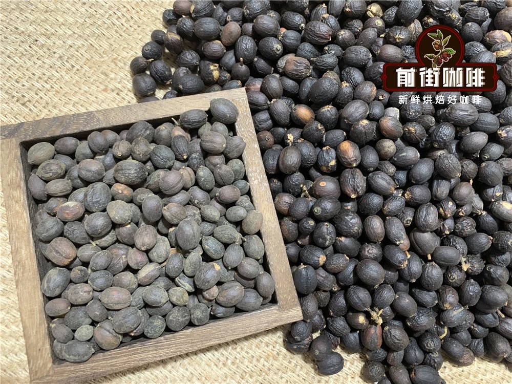 A Complete Guide to Yunnan Coffee Varieties: Flavor Differences and Regional Characteristics of Typica, Bourbon, and Catimor