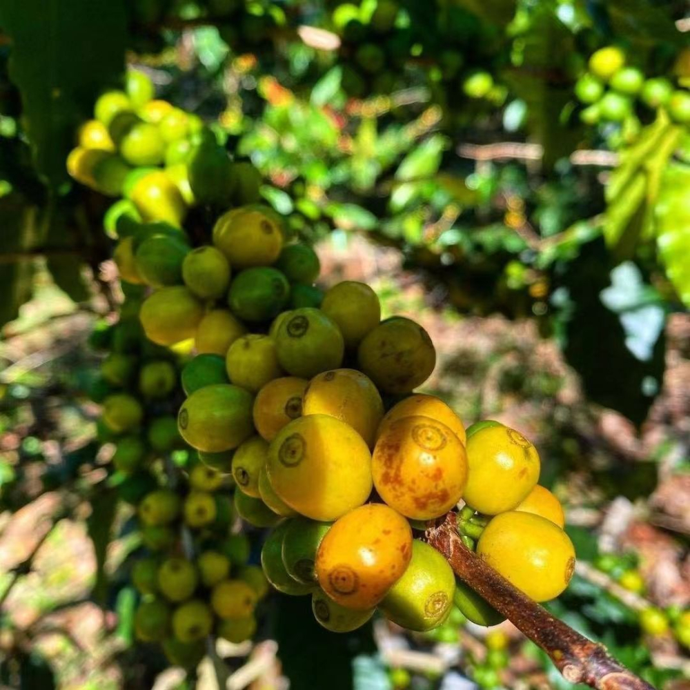 Recommended Brazilian Yellow Bourbon Pour Over Beans Without Acidity | Queen Estate Honey Process and Brewing Parameters