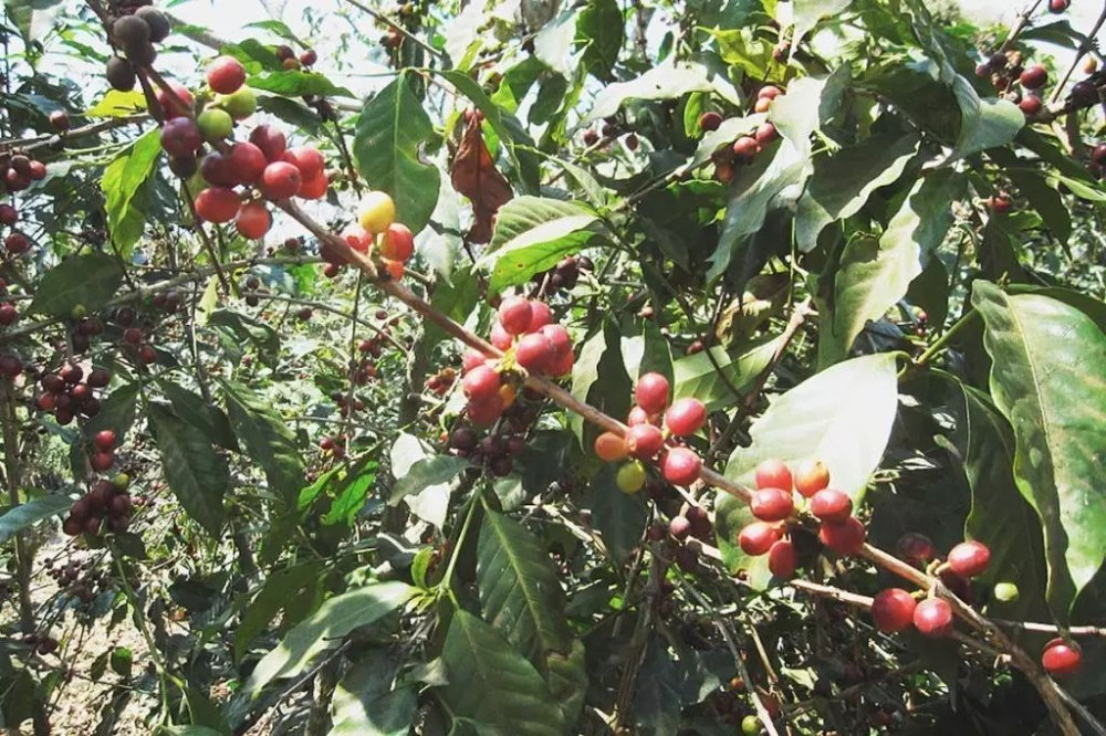 How to brew Honduran wine barrel-fermented beans? Pour over parameters and flavor analysis for Sherry & Laila Lan