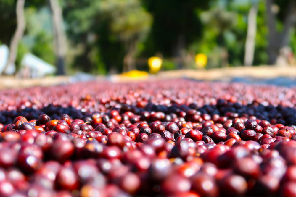 A Complete Guide to Arabica Coffee Bean Varieties: From Flavor Differences to Subspecies Characteristics