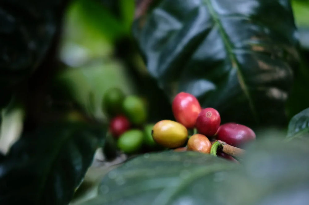 Complete Guide to Giant Elephant Bean Coffee: Variety Origins, Growing Environment, and Brewing Flavor Analysis