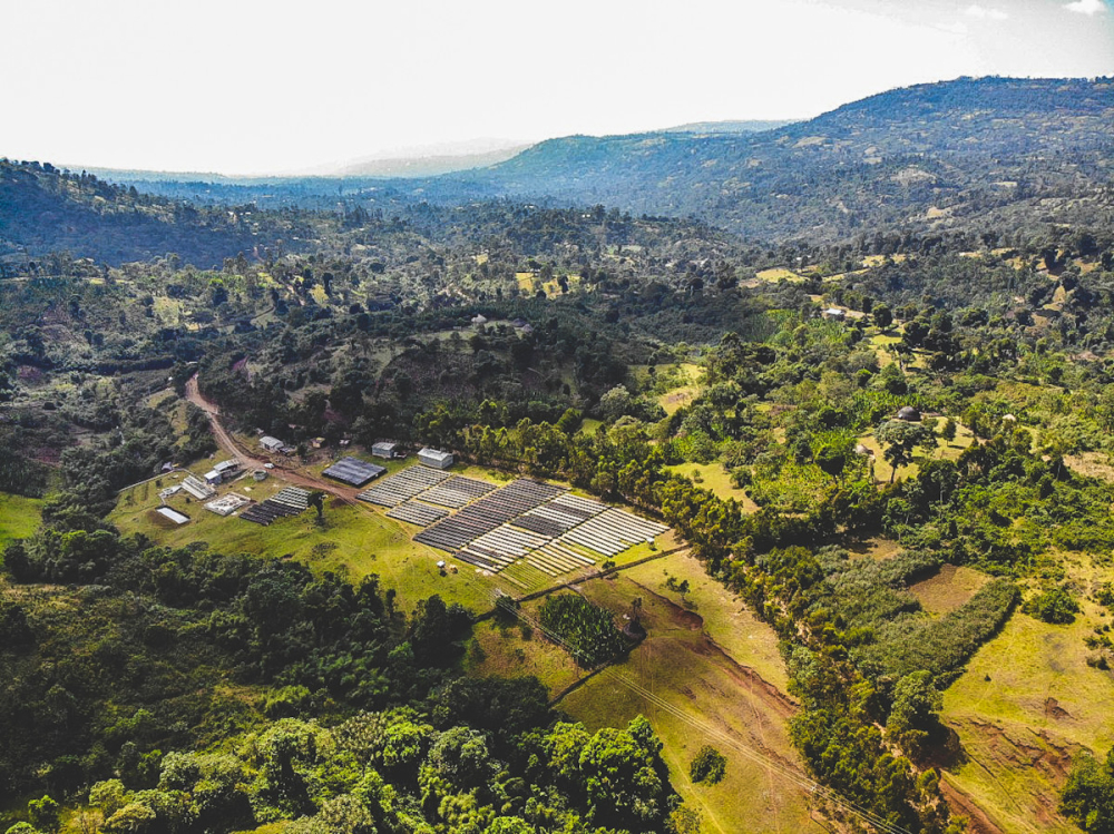 What variety are Yirgacheffe coffee beans? A complete analysis of flavor differences between washed and natural processes and their growing background