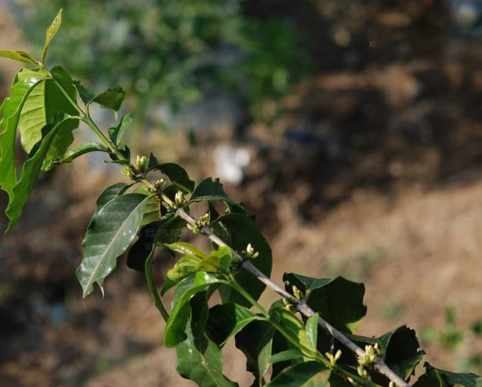 A Comprehensive Guide to the Three Primary Coffee Species: Arabica, Robusta, and Liberica — Regional and Flavor Differences