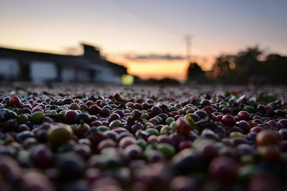 A Comprehensive Guide to Yunnan Arabica Coffee Bean Regions | Flavor Profiles & Pour Over Brewing Tips
