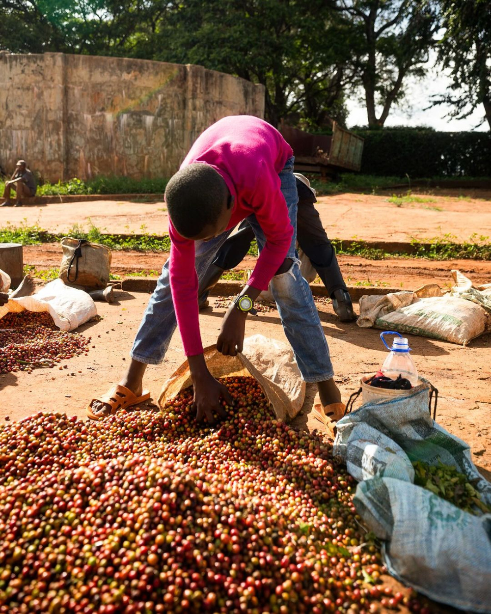 An In-depth Analysis of Kenyan Coffee: K72 Washed Process, SL28/SL34 Varieties, and Regional Flavor Differences