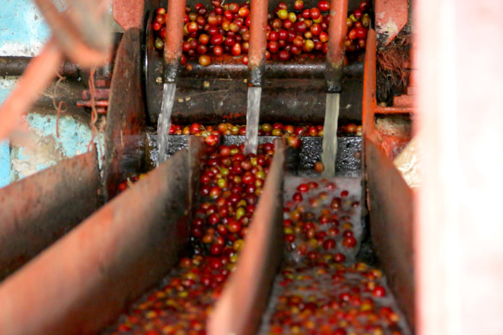 An In-depth Analysis of Kenyan Coffee: K72 Washed Process, SL28/SL34 Varieties, and Regional Flavor Differences