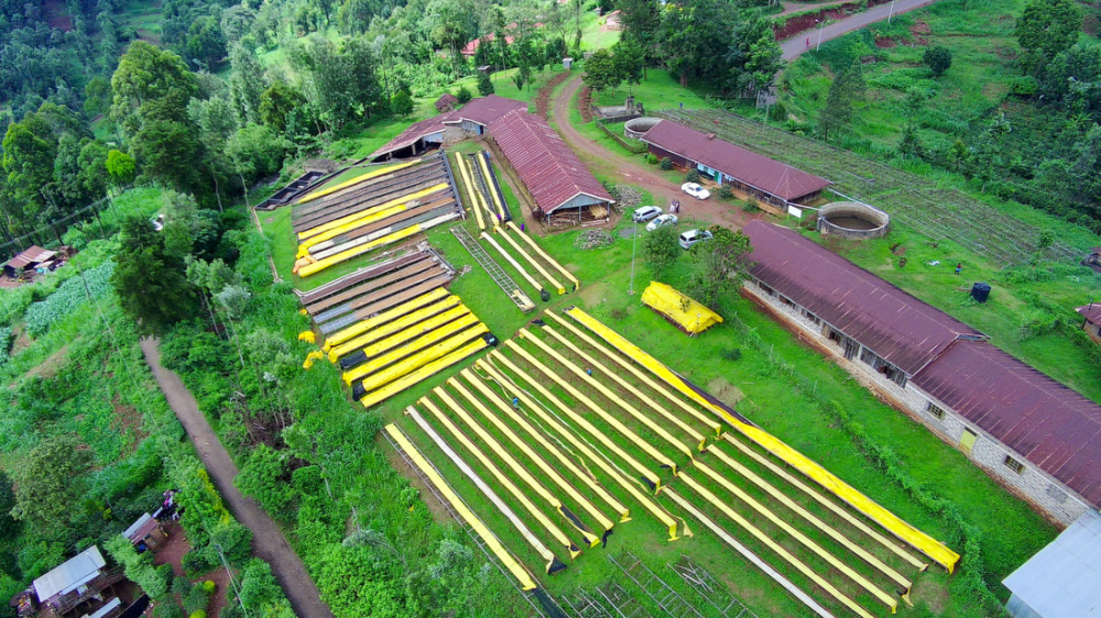 Complete Guide to Kenyan Washed Coffee: K72 Fermentation Process, Grading Auctions & Recommended Brewing Methods