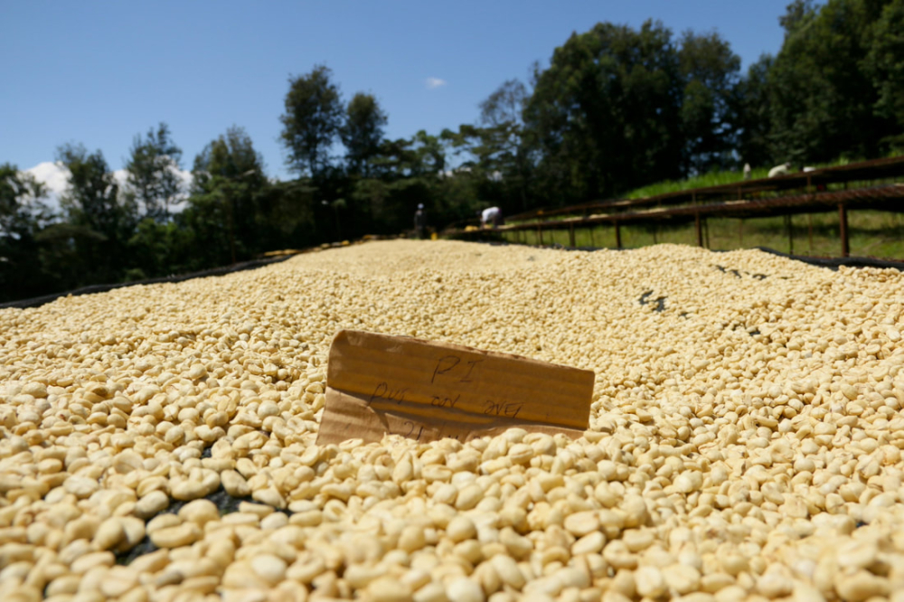 How to Choose Kenyan AA Coffee Beans? A Comprehensive Guide to Grading, Varieties, and Pour Over Parameters