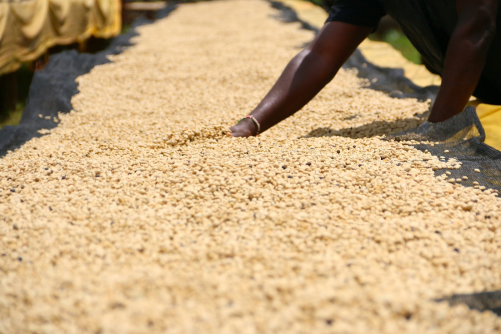 Complete Guide to Kenyan AA Coffee Beans: Grades, Growing Regions & Flavors – K72 Washed Process & Pour Over Parameters