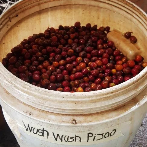 Colombian Huila Birch Estate Wush Wush Pour Over Beans: A Guide to the Fusion of Ethiopian Heritage and South American Flavors