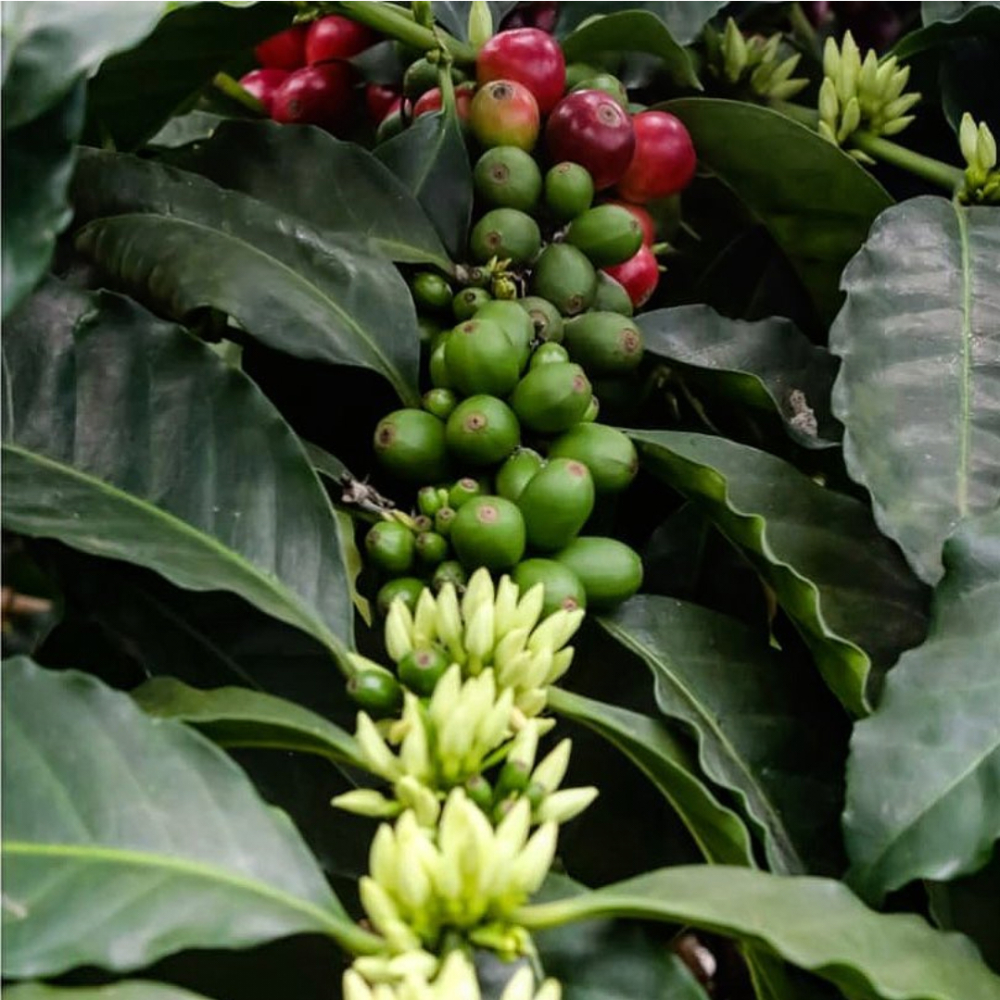 In-depth Analysis of Panama Duncan Estate Geisha White Honey Beans | Flavor and Sustainable Farming