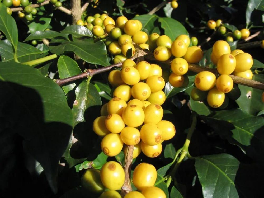 Front Street Coffee's Guide to Pour Over Brewing with Yellow Bourbon from Brazilian Queen Estate: Flavor Profile & Extraction Techniques