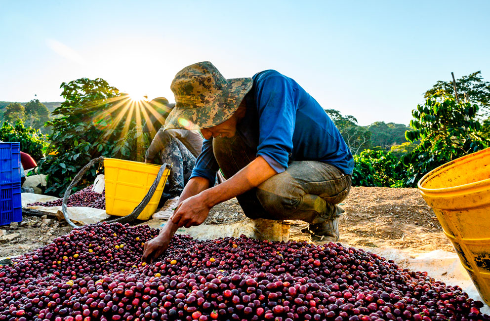 Complete Guide to Brazilian Coffee Bean Varieties: Regions, Processing Methods, and Pour Over Parameters