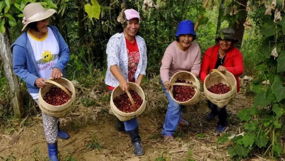 How to Choose Premium Peruvian Coffee Beans? From Andean Highlands Flavors to Washed Geisha