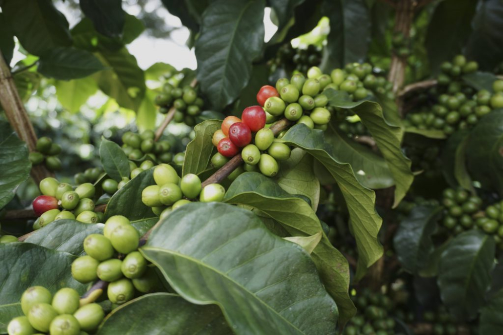 Costa Rica Musician Series Coffee Beans: Flavor Comparison of Bach, Beethoven, and Mozart, and Pour Over Recommendations