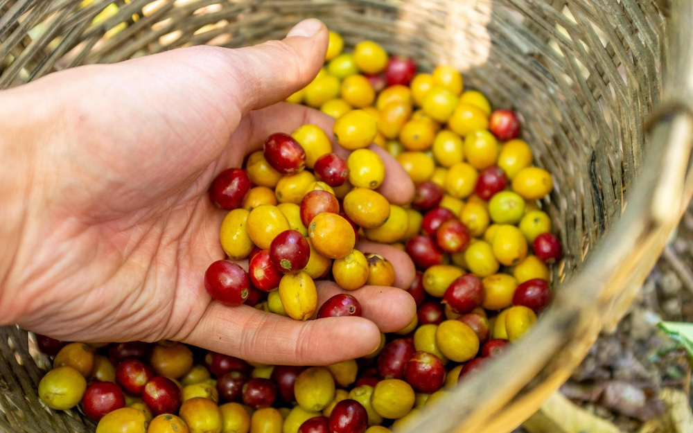 Costa Rica Musician Series Coffee Beans: Flavor Comparison of Bach, Beethoven, and Mozart, and Pour Over Recommendations