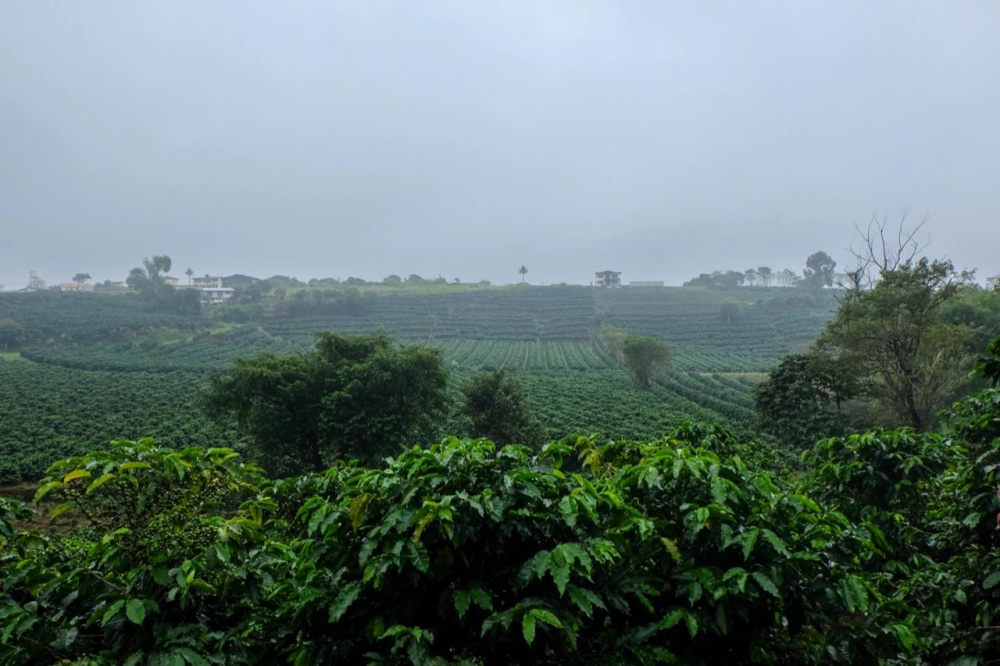 Costa Rica Musician Series Coffee Beans: Flavor Comparison of Bach, Beethoven, and Mozart, and Pour Over Recommendations
