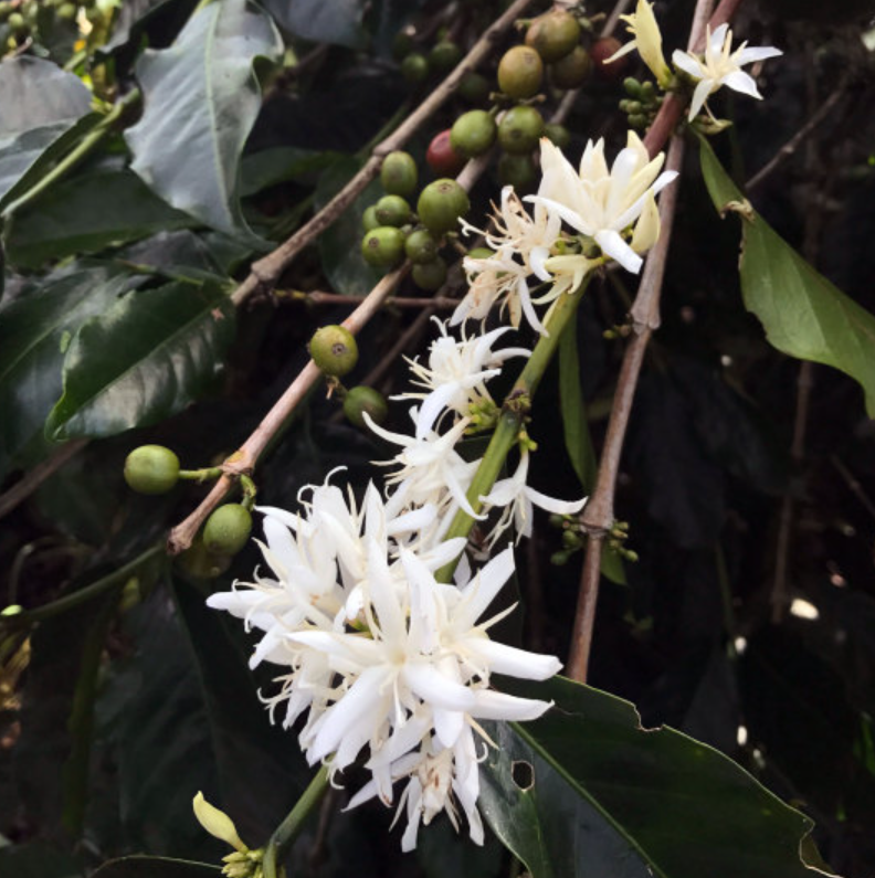From Typica to Geisha: A Complete Guide to Coffee Varieties and Pour Over Flavor Profiles