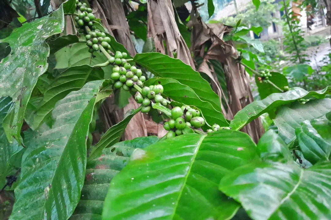 What's the difference between Robusta and Medium Coffee? A complete breakdown from botany to specialty flavors