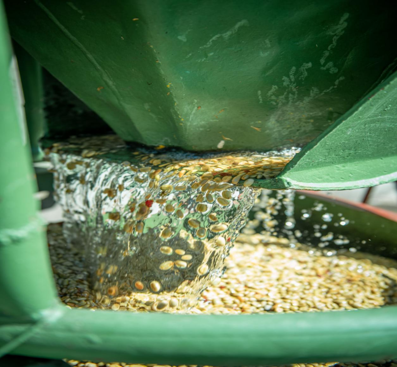 The Ultimate Guide to Coffee Processing Methods: How Natural, Washed, and Honey Processes Affect Flavor and Choice
