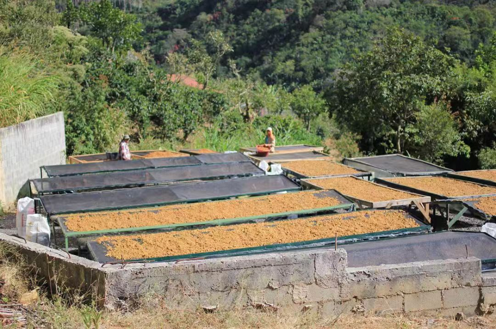 Costa Rica Bahia Coffee Bean Review: Raisin Honey Process, Pour Over Settings & Flavor Analysis