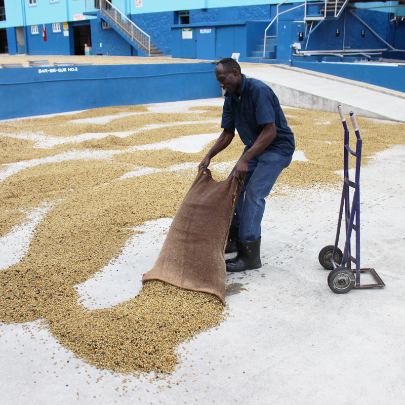 In-depth Analysis of Jamaican Blue Mountain Coffee: Origin, Variety, and Authentic Flavor Characteristics