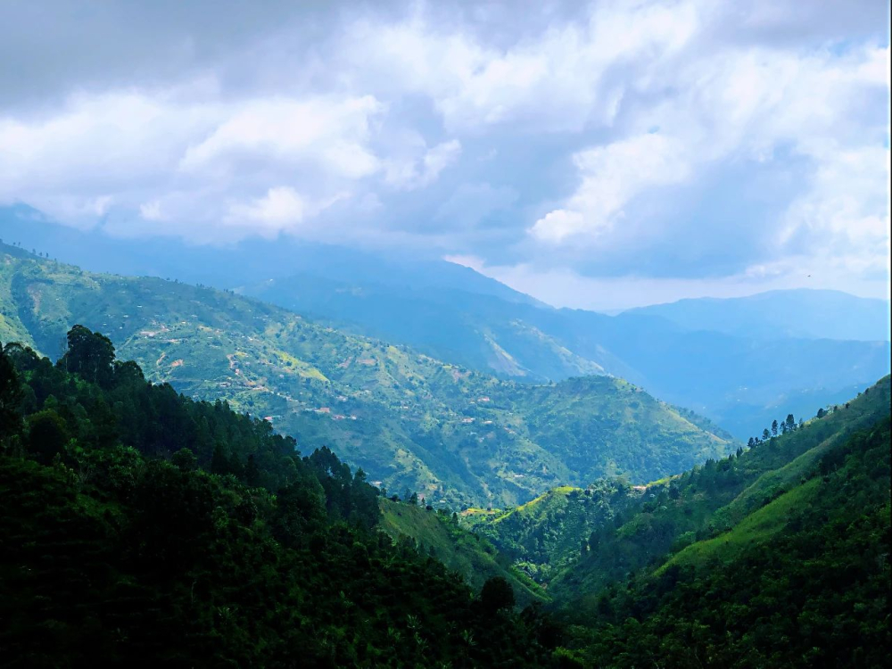 In-depth Analysis of Jamaican Blue Mountain Coffee: Origin, Variety, and Authentic Flavor Characteristics
