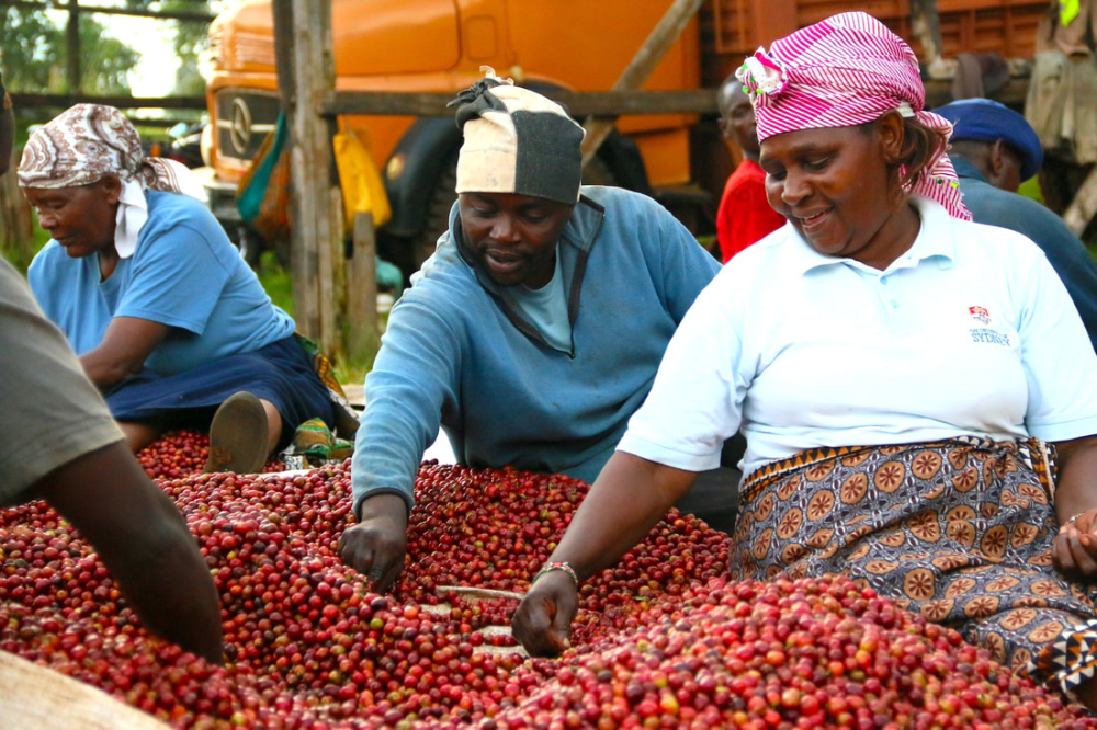 How Are Kenyan Coffee Beans Graded AA and AAA? A Complete Guide from Defect Rates to Bean Selection Techniques