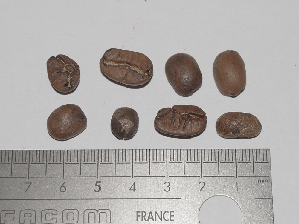 How Are Kenyan Coffee Beans Graded AA and AAA? A Complete Guide from Defect Rates to Bean Selection Techniques