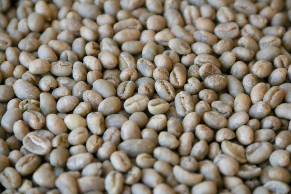 How to Grade Coffee Beans? Understand Global Origin Standards Like G1, AA, and SHB All at Once