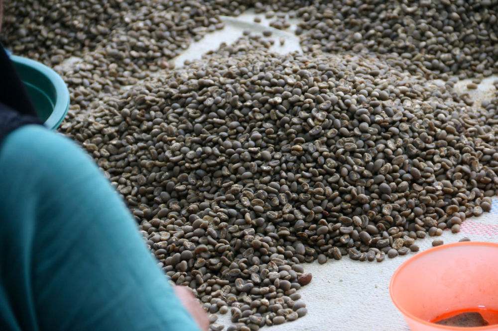 The Secrets Behind Starbucks Sumatra Tiger Mandheling Packaging and an Explanation of the Wet-Hulling Process