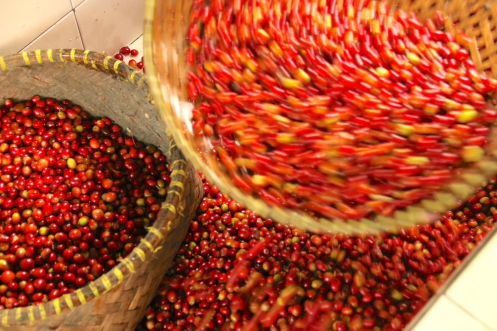 A Complete Guide to Sumatra Mandheling: Wet-Hulling Process, Golden Mandheling Characteristics, and Pour Over Recommendations