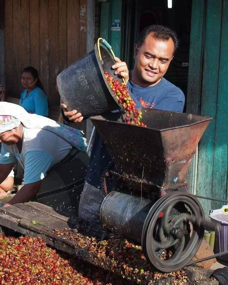 A Complete Guide to Sumatra Mandheling: Wet-Hulling Process, Golden Mandheling Characteristics, and Pour Over Recommendations