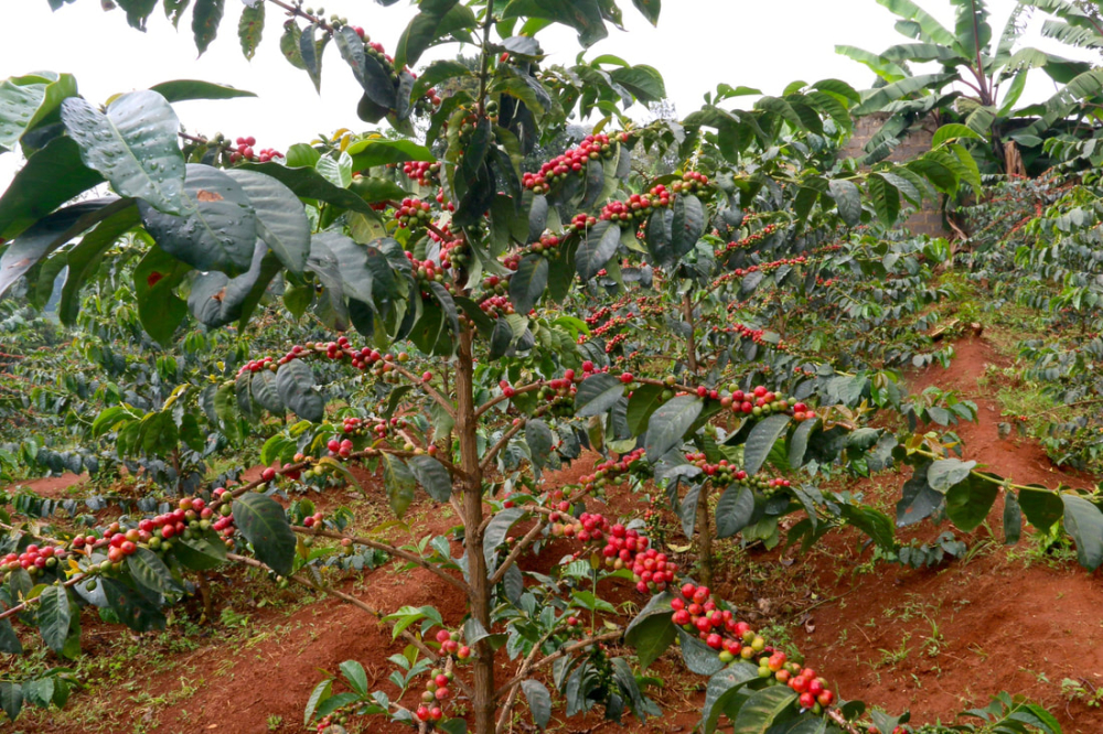 Analysis of Kenya K72 Washed Process: A Complete Guide to the SL28 Variety, Flavor Profile, and Pour Over Settings