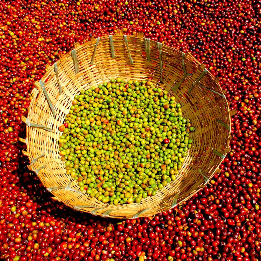 A Complete Guide to the Five Major Coffee Processing Methods: From Natural to Anaerobic, Find Your Favorite Flavor Profile