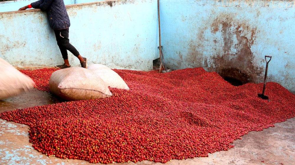 How to Brew Kenya AA Coffee? Master Its Flavor, Origin, and Pour Over Parameters