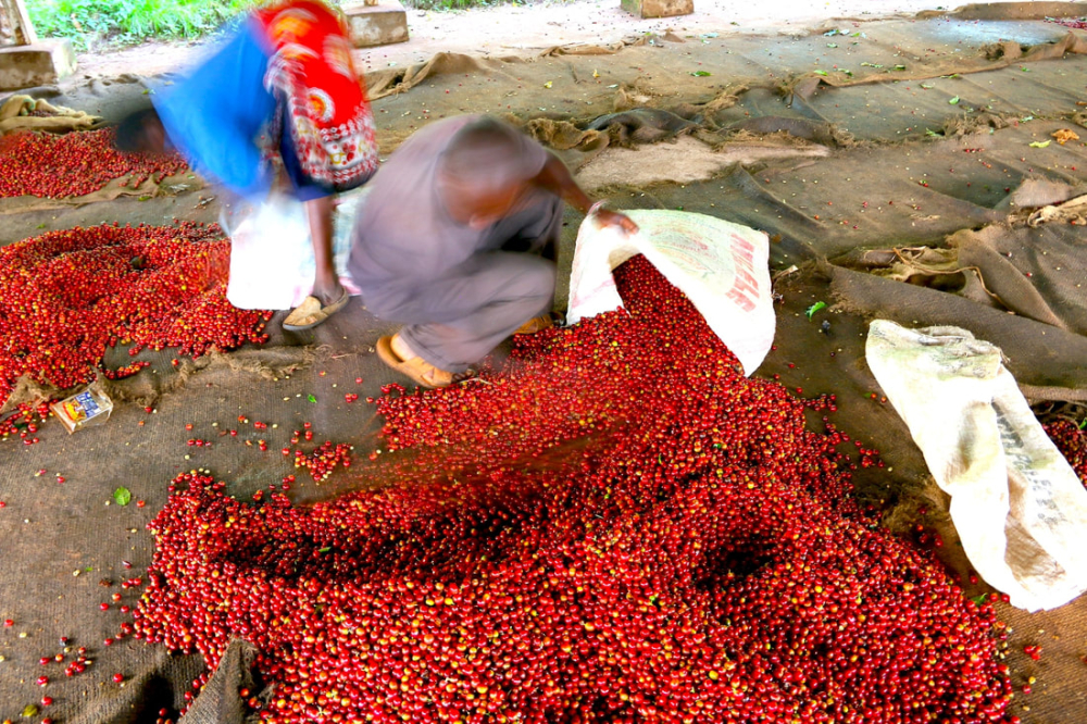 Kenyan Coffee Bean Grading Explained: AA Grade Standards, Screen Size Details, and Pour Over Recommendations