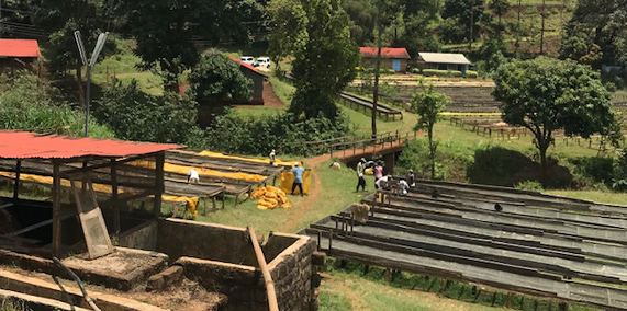 Complete Guide to Kenyan Coffee Beans: Flavor Profile, Growing Regions, Processing Methods, and Pour Over Parameters