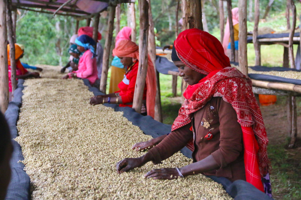 A Complete Guide to the Yirgacheffe Coffee Region: Differences Between Washed and Natural Process Flavors and Pour Over Techniques