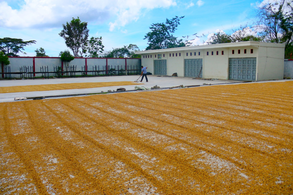 A Complete Guide to Indonesia's Sumatra Specialty Coffee Regions: From Mandheling to Aceh’s Gold