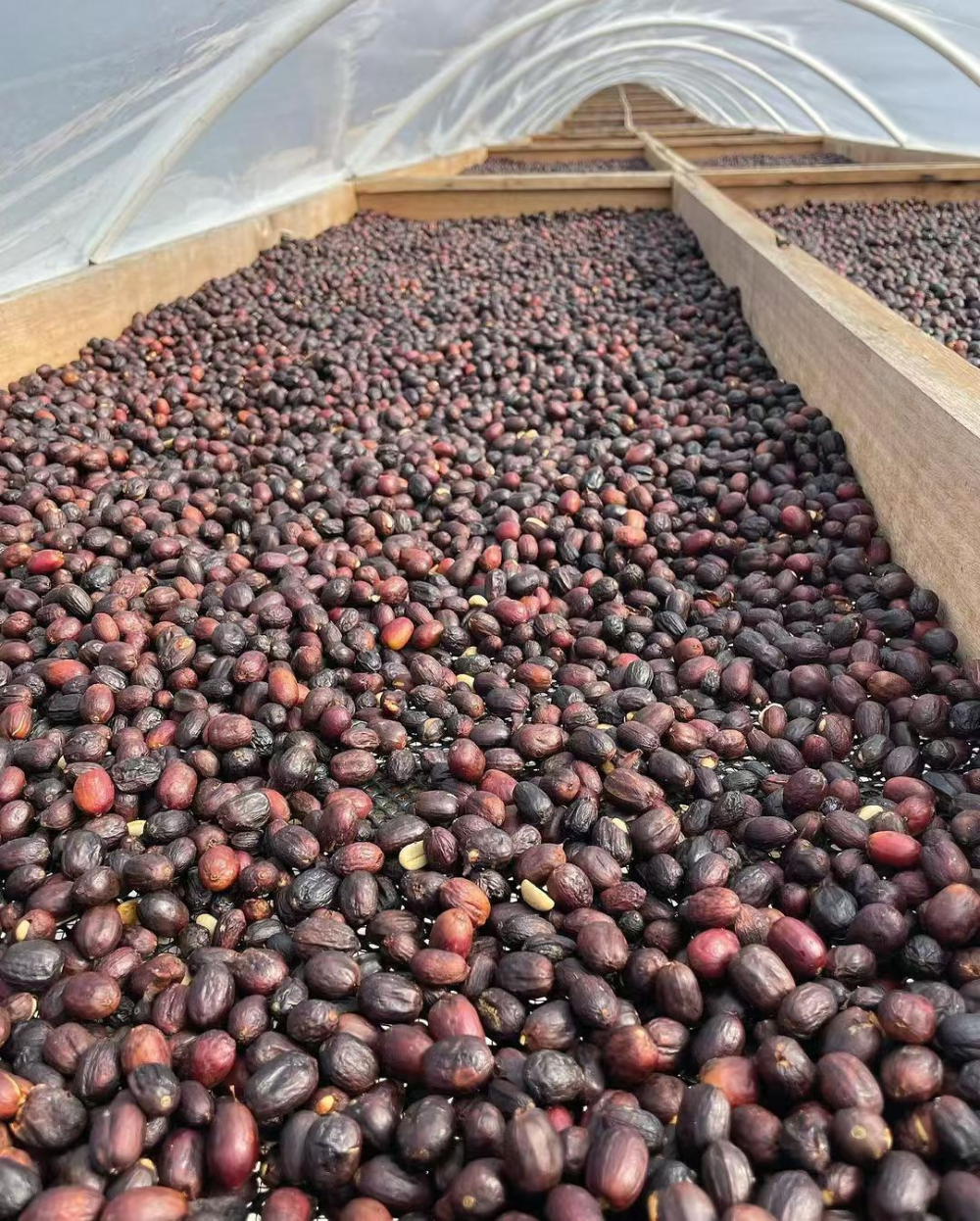 Panama Geisha vs Bolivia Java: Sun-Dried Coffee Beans Flavor & Variety Analysis Guide