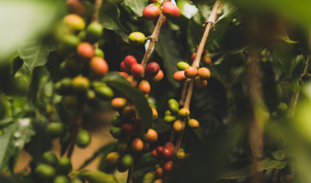 A Complete Guide to the Three Major Commercial Coffee Varieties: Flavor Differences and Characteristics of Arabica, Robusta, and Liberica