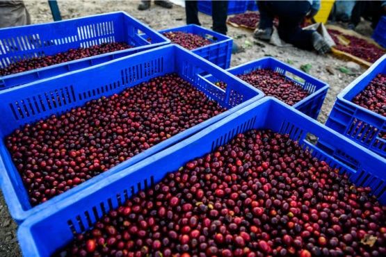 Bolivia Java vs Panama Geisha: A Comprehensive Comparison of Pour Over Coffee Bean Flavors and Roasting Parameters