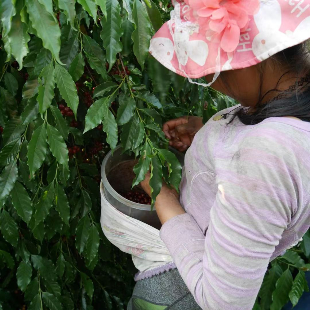 How to Brew Bolivian Yungas Coffee? Brewing Guide for Java Variety with Cocoa Natural Process
