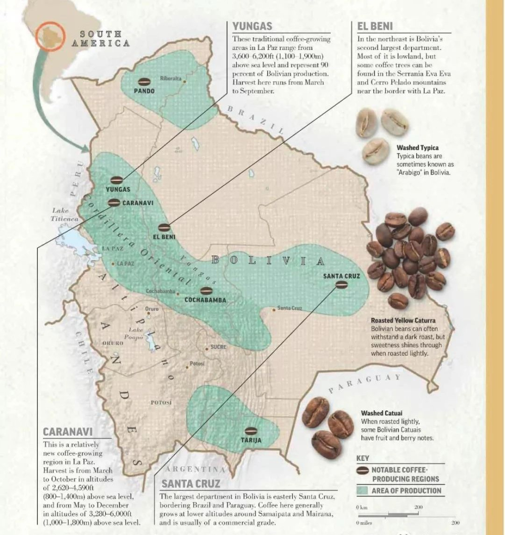 In-depth Analysis of Bolivia Alpaca Estate Java Beans: A Complete Guide to High-Altitude Pour Over and Cocoa Natural Processing