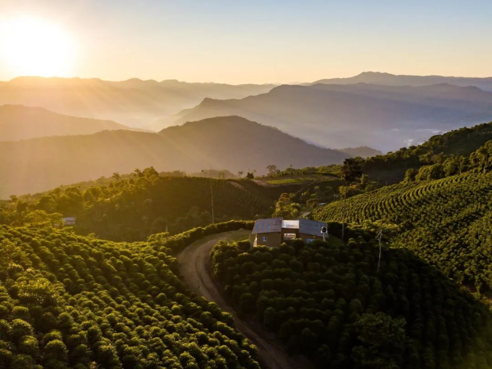 Analysis of Bolivia Java Coffee Beans: Regional Characteristics, Processing Methods, and Flavor Details