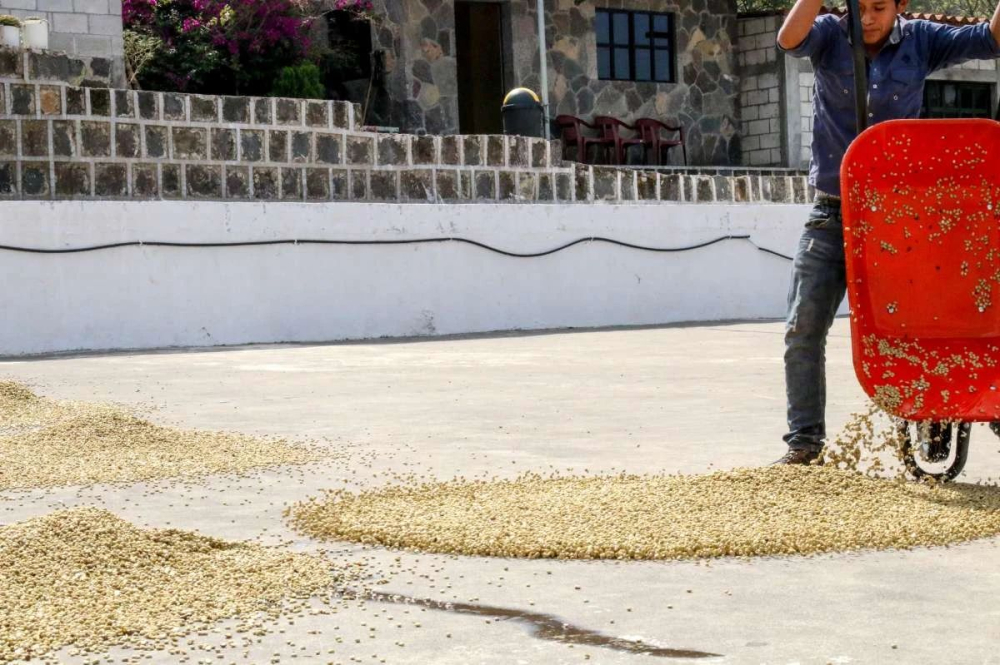 Complete Guide to Guatemala’s Eight Major Coffee Regions: Flavor Profiles, Washed Processing, and Pour Over Recommendations
